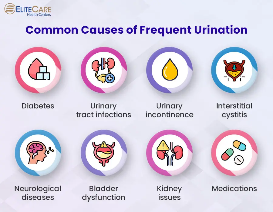 Frequent UrinationDuring Pregnancy - Symptoms - Treatment - Mobidoctor